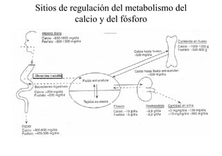 Metabolismo