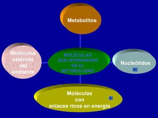 MOLÉCULAS
QUE INTERVIENEN
EN EL
METABOLISMO
Metabolitos
Nucleótidos
Moléculas
con
enlaces ricos en energía
Moléculas
externas
del
ambiente
 