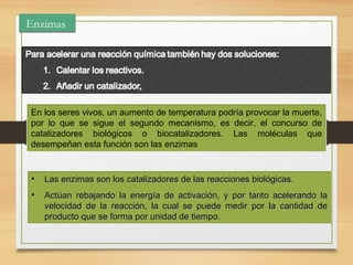 Enzimas

En los seres vivos, un aumento de temperatura podría provocar la muerte,
por lo que se sigue el segundo mecanismo, es decir, el concurso de
catalizadores biológicos o biocatalizadores. Las moléculas que
desempeñan esta función son las enzimas

•

Las enzimas son los catalizadores de las reacciones biológicas.

•

Actúan rebajando la energía de activación, y por tanto acelerando la
velocidad de la reacción, la cual se puede medir por la cantidad de
producto que se forma por unidad de tiempo.

 
