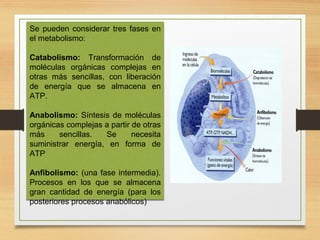 Se pueden considerar tres fases en
el metabolismo:
Catabolismo: Transformación de
moléculas orgánicas complejas en
otras más sencillas, con liberación
de energía que se almacena en
ATP.
Anabolismo: Síntesis de moléculas
orgánicas complejas a partir de otras
más
sencillas.
Se
necesita
suministrar energía, en forma de
ATP
Anfibolismo: (una fase intermedia).
Procesos en los que se almacena
gran cantidad de energía (para los
posteriores procesos anabólicos)

 