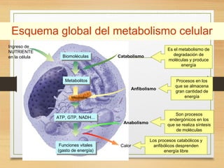 Esquema global del metabolismo celular
Ingreso de
NUTRIENTE
en la célula

Biomoléculas
Biomoléculas

Es el metabolismo de
degradación de
moléculas y produce
energía

Catabolismo

Metabolitos
Metabolitos
Anfibolismo
Mitocondria

ATP, GTP, NADH...
ATP, GTP, NADH...

Funciones vitales
Funciones vitales
(gasto de energía)
(gasto de energía)

Anabolismo

Calor

Procesos en los
que se almacena
gran cantidad de
energía

Son procesos
endergónicos en los
que se realiza síntesis
de moléculas
Los procesos catabólicos y
anfibólicos desprenden
energía libre

 