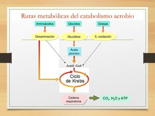 Rutas metabólicas del catabolismo aerobio
Aminoácidos

Glúcidos

Grasas

Desaminación

Glucólisis

ß -oxidación

Ácido
pirúvico

Acetil -CoA

Cadena
Cadena
respiratoria
respiratoria

CO2, H2O y ATP

 