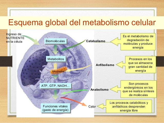el metabolismo basal Natural