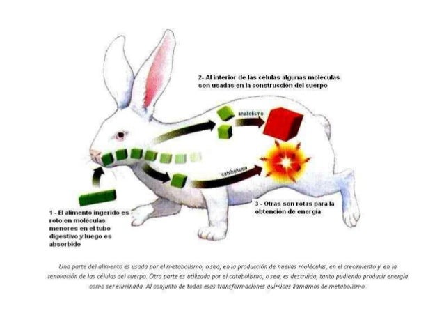 Metabolismo
