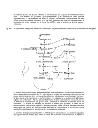 la salida de glucosa. La glucosa 6 fosfato es importante por ser un punto de ramificación común
para : 1.La síntesis de glucógeno (glucogenogénesis), y su movilización como glucosa,
(Glucogenolisis) 2. La producción de lactato o piruvato, vía glucólisis y la generación de acetil
SCoA, un sustrato del ciclo de Krebs. 3. La vía del 6 fosfogluconato, una ruta metabólica para la
producción de poder reductor en la forma de NADPH, para la síntesis de ácidos grasos y
esteroides.
La síntesis de glucosa 6 fosfato a partir de glucosa, está catalizada por dos enzimas diferentes: La
hexocinasa una enzima de bajo Km, 0.2 mM, la cual es inhibida por el producto de la reacción que
puede fosforilar además otros monosacáridos diferentes a la glucosa, como fructosa y manosa, y
la glucocinasa, una enzima que no sufre inhibición por producto, y es exclusiva del páncreas e
hígado, con un Km de 5 – 10 mM. La actividad relativa de esta enzima es muy importante, ya que
al disminuir la concentración de glucosa libre, promueve la captación de glucosa desde los
sinusoides. La enzima es activada por insulina e inhibida por glucagón, a través de las
concentraciones intracelulares de AMPc; la literatura reporta varios casos de diabetes mellitus no
dependiente de insulina, en adultos jóvenes, asociados a mutaciones de la glucocinasa, lo cual
apoya el importante papel de la enzima en la homeostasis de la glucosa.
La actividad de la glucocinasa también es inhibida por la interacción de una proteína reguladora
que liga Fructosa 6 fosfato, para inhibir la unión de la glucosa a la glucocinasa e impedir su
Glucógeno
Fig. No. 1. Esquema de integración metabólica mostrando las principales vías metabólicas producidas en el hígado
Glucosa 1 P
Glucosa 6 P
Fructosa 6 P
Fructosa 1 - 6 Bi P
Fosfotriosas
Fosfo Enol Piruvato
Piruvato
Acetil CoA
Oxalo acetato
Citrato Acetil CoA
Malonil CoA
Acidos grasos
Triacil glicerol
6 P Gluconato
5 P Ribulosa
Oxaloacetato
Malato
Glic. P
Fructosa 2 -6 B-P
a
 