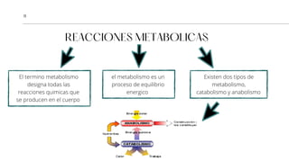 Metabolismo
