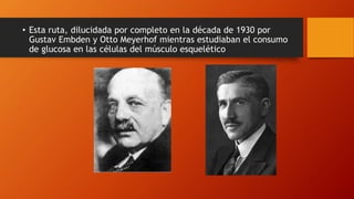 • Esta ruta, dilucidada por completo en la década de 1930 por
Gustav Embden y Otto Meyerhof mientras estudiaban el consumo
de glucosa en las células del músculo esquelético
 