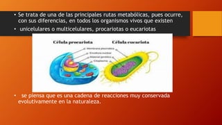 • Se trata de una de las principales rutas metabólicas, pues ocurre,
con sus diferencias, en todos los organismos vivos que existen
• unicelulares o multicelulares, procariotas o eucariotas
• se piensa que es una cadena de reacciones muy conservada
evolutivamente en la naturaleza.
 