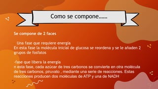 Como se compone……
Se compone de 2 faces
- Una fase que requiere energía
En esta fase la molécula inicial de glucosa se reordena y se le añaden 2
grupos de fosfatos
-fase que libera la energía
n esta fase, cada azúcar de tres carbonos se convierte en otra molécula
de tres carbonos, piruvato , mediante una serie de reacciones. Estas
reacciones producen dos moléculas de ATP y una de NADH
 