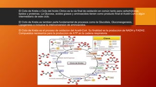 El Ciclo de Krebs o Ciclo del Acido Cítrico es la vía final de oxidación en común tanto para carbohidratos,
lipidos y proteinas. La Glucosa, acidos grasos y aminoacidos tienen como producto final el Acetil-CoA o algún
intermediario de este ciclo.
El Ciclo de Krebs es tambien parte fundamental de procesos como la Glucolisis, Gluconeogenesis,
Lipogenesis e inclusive la interconversion de aminoacidos.
El Ciclo de Krebs es el proceso de oxidacion del Acetil-CoA. Su finalidad es la produccion de NADH y FADH2.
Compuestos necesarios para la produccion de ATP en la cadena respiratoria.
 