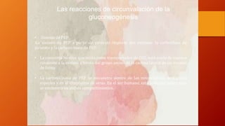 Las reacciones de circunvalación de la
gluconeogénesis
• Síntesis de PEP
La síntesis de PEP a partir de piruvato requiere dos enzimas: la carboxilasa de
piruvato y la carboxicinasa de PEP.
• La coenzima biotina, que actúa como transportador de CO2, está unida de manera
covalente a la enzima a través del grupo amino de la cadena lateral de un residuo
de lisina
• La carboxicinasa de PEP se encuentra dentro de las mitocondrias de algunas
especies y en el citoplasma de otras. En el ser humano, esta actividad enzimática
se encuentra en ambos compartimientos.
 