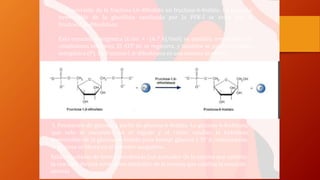 2. Conversión de la fructosa-l,6-difosfato en fructosa-6-fosfato. La reacción
irreversible de la glucólisis catalizada por la PFK-I se evita por la
fructosa1,6-difosfatasa:
Esta reacción exergónica (t:.Go' = -16.7 kJ/mol) es también irreversible en
condiciones celulares. El ATP no se regenera, y también se produce fosfato
inorgánico (P). La fructosa-l ,6-difosfatasa es una enzima alostérica
3. Formación de glucosa a partir de glucosa-6-fosfato. La glucosa-6-fosfatasa,
que sólo se encuentra en el hígado y el riñón, cataliza la hidrólisis
irreversible de la glucosa-6-fosfato para formar glucosa y Pi' A continuación,
la glucosa se libera en el torrente sanguíneo.
Están reguladas de forma coordinada (un activador de la enzima que cataliza
la reacción directa sirve como inhibidor de la enzima que cataliza la reacción
inversa
 