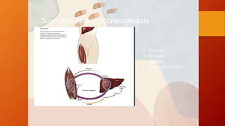 Sustratos de la gluconeogénesis
• Glucosa
• Piruvato
• Lactato
• Glucosa 6-fosfato.
 