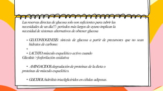 Lasreservas directas de glucosa solo son suficientes para cubrirlas
necesidades de un día!!!: períodos más largos de ayuno implican la
necesidadde sistemas alternativos de obtener glucosa
GLUCONEOGENESIS: síntesis de glucosa a partir de precursores que no sean
hidratos de carbono:
LACTATO:músculo esquelético activo cuando
Glicolisis>fosforilación oxidativa
AMINOACIDOS:degradaciónde proteínas de ladieta o
proteínas de músculo esquelético.
GLICEROL:hidrólisistriacilglicéridosen células adiposas.
 