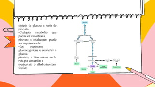 síntesis de glucosa a partir de
piruvato.
•Cualquier metabolito que
pueda ser convertidoa
piruvato u oxalacetato puede
ser un precursorde
•L
os precursores
gluconeogénicos se convierten a
glucosa
piruvato, o bien entran en la
ruta por conversión a
oxalacetato o dihidroxiacetona
fosfato
 