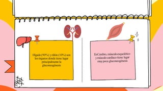 Hígado(90%) yriñón(10%)son
losórganos donde tiene lugar
principalmentela
gluconeogénesis
 