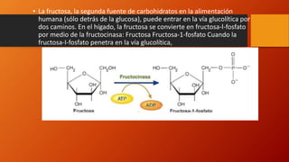 • La fructosa, la segunda fuente de carbohidratos en la alimentación
humana (sólo detrás de la glucosa), puede entrar en la vía glucolítica por
dos caminos. En el hígado, la fructosa se convierte en fructosa-l-fosfato
por medio de la fructocinasa: Fructosa Fructosa-1-fosfato Cuando la
fructosa-I-fosfato penetra en la vía glucolítica,
 