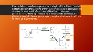 • Cuando la fructosa-I-fosfato penetra en la vía glucolítica, Plimero se divide
en fosfato de dihidroxiacetona (DHAP) y gliceraldehído por conducto de la
aldolasa de fructosa-I-fosfato. Luego el DHAP se convierte en
gliceraldehído-3-fosfato por medio de la triosa fosfato isomerasa. El
gliceraldehído-3-fosfato se genera a partir de gliceraldehído y de ATP por
la cinasa de gliceraldehído.
 