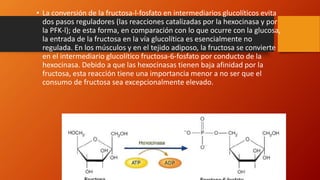 • La conversión de la fructosa-l-fosfato en intermediarios glucolíticos evita
dos pasos reguladores (las reacciones catalizadas por la hexocinasa y por
la PFK-l); de esta forma, en comparación con lo que ocurre con la glucosa,
la entrada de la fructosa en la vía glucolítica es esencialmente no
regulada. En los músculos y en el tejido adiposo, la fructosa se convierte
en el intermediario glucolítico fructosa-6-fosfato por conducto de la
hexocinasa. Debido a que las hexocinasas tienen baja afinidad por la
fructosa, esta reacción tiene una importancia menor a no ser que el
consumo de fructosa sea excepcionalmente elevado.
 