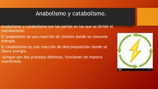 Anabolismo y catabolismo.
Anabolismo y catabolismo son las partes en las que se divide el
metabolismo.
El anabolismo es una reacción de síntesis donde se consume
energía.
El catabolismo es una reacción de descomposición donde se
libera energía.
Aunque son dos procesos distintos, funcionan de manera
coordinada.
 