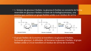 • 1. Síntesis de glucosa-l-fosfato. La glucosa-6-fosfato se convierte de forma
reversible en glucosa-I-fosfato a través de la fosfoglucomutasa, una
enzima que contiene un grupo fosfato unido a un residuo de serina
reactivo:
• El grupo fosfato de la enzima se transfiere a la glucosa-6-fosfato,
formando glucosa-l ,6-difosfato. Al formarse la glucosa-l-fosfato, el grupo
fosfato unido a C-6 se transfiere al residuo de serina de la enzima
 