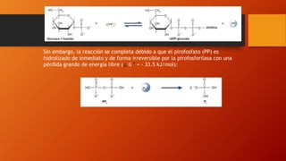 Sin embargo, la reacción se completa debido a que el pirofosfato (PP) es
hidrolizado de inmediato y de forma irreversible por la pirofosforilasa con una
pérdida grande de energía libre (⧋ G ° = - 33.5 kJ/mol):
 