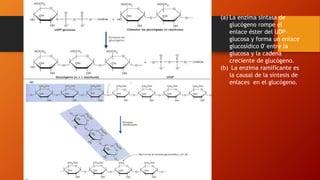 (a) La enzima sintasa de
glucógeno rompe el
enlace éster del UDP-
glucosa y forma un enlace
glucosídico 0' entre la
glucosa y la cadena
creciente de glucógeno.
(b) La enzima ramificante es
la causal de la síntesis de
enlaces en el glucógeno.
 