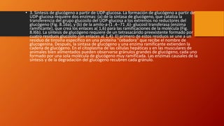 • 3. Síntesis de glucógeno a partir de UDP-glucosa. La formación de glucógeno a partir de
UDP-glucosa requiere dos enzimas: (a) de la sintasa de glucógeno, que cataliza la
transferencia del grupo glucosilo del UDP-glucosa a los extremos no reductores del
glucógeno (Fig. 8.16a), y (b) de la amilo-a-(1 ,4--71 ,6)- glucosil transferasa (enzima
ramificante), que crea los enlaces a( 1,6) para las ramificaciones de la molécula (Fig.
8.l6b). La síntesis de glucógeno requiere de un tetrasacárido preexistente formado por
cuatro residuos glucosilo con enlaces a( 1,4). El primero de estos residuos se une a un
residuo de tirosina específico en una proteína "cebadora" que recibe el nombre de
glucogenina. Después, la sintasa de glucógeno y una enzima ramificante extienden la
cadena de glucógeno. En el citoplasma de las células hepáticas y en las musculares de
animales bien alimentados pueden observarse gránulos grandes de glucógeno, cada uno
formado por una sola molécula de glucógeno muy ramificada. Las enzimas causales de la
síntesis y de la degradación del glucógeno recubren cada gránulo.
 