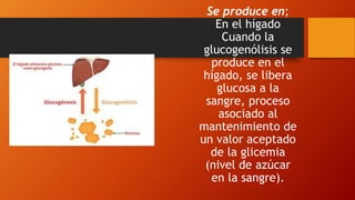 Se produce en;
En el hígado
Cuando la
glucogenólisis se
produce en el
hígado, se libera
glucosa a la
sangre, proceso
asociado al
mantenimiento de
un valor aceptado
de la glicemia
(nivel de azúcar
en la sangre).
 