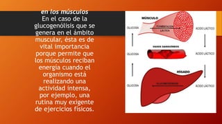 en los músculos
En el caso de la
glucogenólisis que se
genera en el ámbito
muscular, ésta es de
vital importancia
porque permite que
los músculos reciban
energía cuando el
organismo está
realizando una
actividad intensa,
por ejemplo, una
rutina muy exigente
de ejercicios físicos.
 