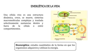 ENERGÉTICA DE LA VIDA
Una célula viva es una estructura
dinámica, crece, se mueve, sinteriza
macromoléculas complejas y traslada
selectivamente sustancias dentro y
fuera de la célula o entre
compartimentos.
Bioenergética: estudio cuantitativo de la forma en que los
organismos adquieren y utilizan la energía.
 