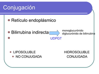 Conjugación Retículo endoplásmico Bilirrubina indirecta UDPGT LIPOSOLUBLE  HIDROSOLUBLE NO CONJUGADA  CONJUGADA monoglucurónido  diglucurónido de bilirrubina 