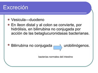 Excreción Vesicula---duodeno En íleon distal y al colon se convierte, por hidrólisis, en bilirrubina no conjugada por acción de las betaglucuronidasas bacterianas. Bilirrubina no conjugada  urobilinógenos.   bacterias normales del intestino 