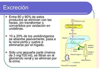 Excreción Entre 80 y 90% de estos productos se eliminan con las heces, sin transformar o convertidos por oxidación en urobilinas. 10 a 20% de los urobilinógenos se absorbe pasivamente, pasa a la vena porta y vuelve a eliminarse por el hígado.  Sólo una pequeña parte (menos de 3 mg/100 ml), se filtran en el glomérulo renal y se eliminan por la orina. 