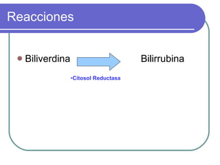 Biliverdina  Bilirrubina Reacciones Citosol Reductasa 