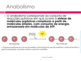 Metabolismo Celular