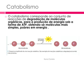 Metabolismo Celular