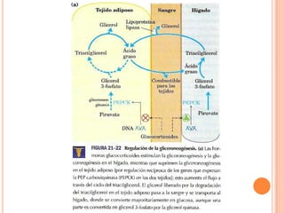 Metabolismo De Ácidos Grasos
