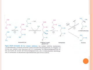 Metabolismo De Ácidos Grasos