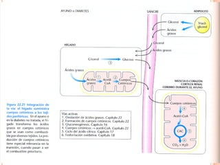 Metabolismo De Ácidos Grasos