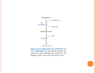 Metabolismo De Ácidos Grasos