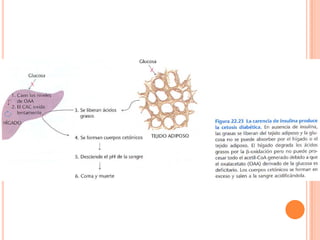 Metabolismo De Ácidos Grasos