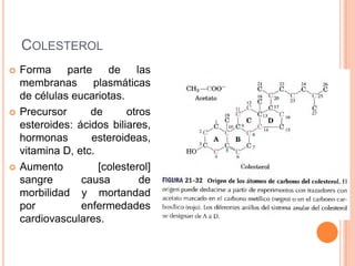 Metabolismo De Ácidos Grasos