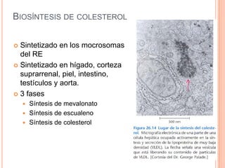 Metabolismo De Ácidos Grasos
