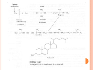 Metabolismo De Ácidos Grasos