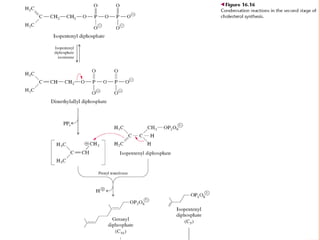 Metabolismo De Ácidos Grasos