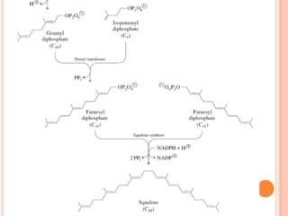 Metabolismo De Ácidos Grasos