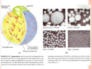 Metabolismo De Ácidos Grasos
