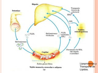 Metabolismo De Ácidos Grasos