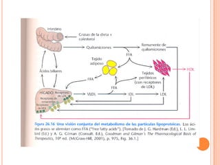 Metabolismo De Ácidos Grasos